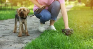 La importancia de la recolección de heces caninas